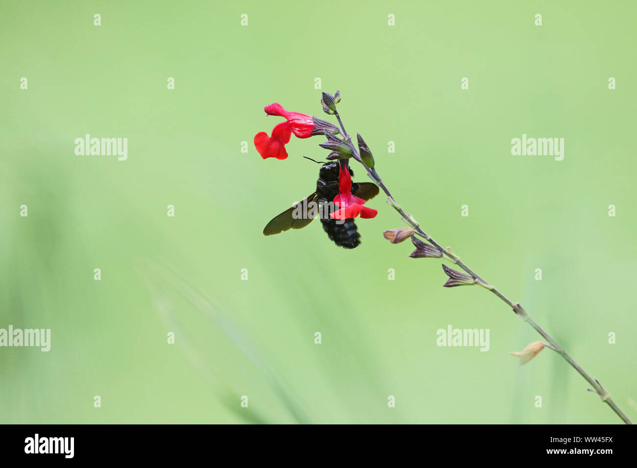 Carpenter bee Latin name xylocopa violacea feeding on scarlet flowering sage royal bumble or salvia x jamensis close up blooming in Italy in spring Stock Photo