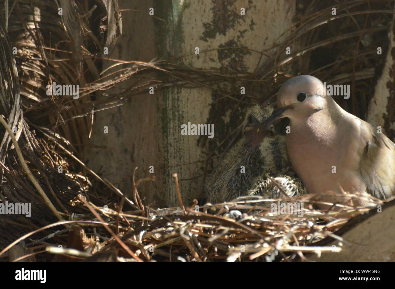 Bird nurturing and feeding baby birds on their nest Stock Photo - Alamy