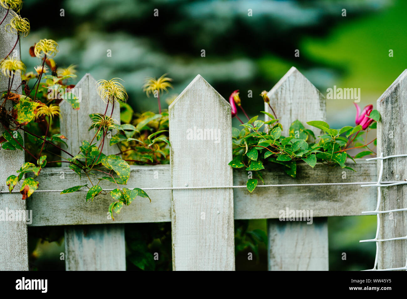 Plant around fence Stock Photo Alamy