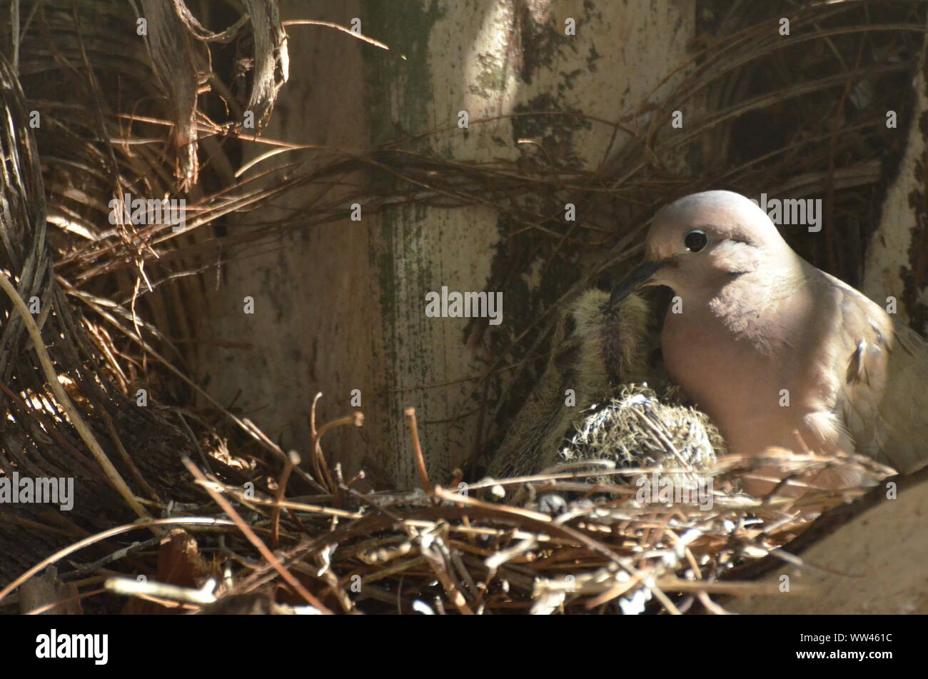 Bird nurturing and feeding baby birds on their nest Stock Photo - Alamy