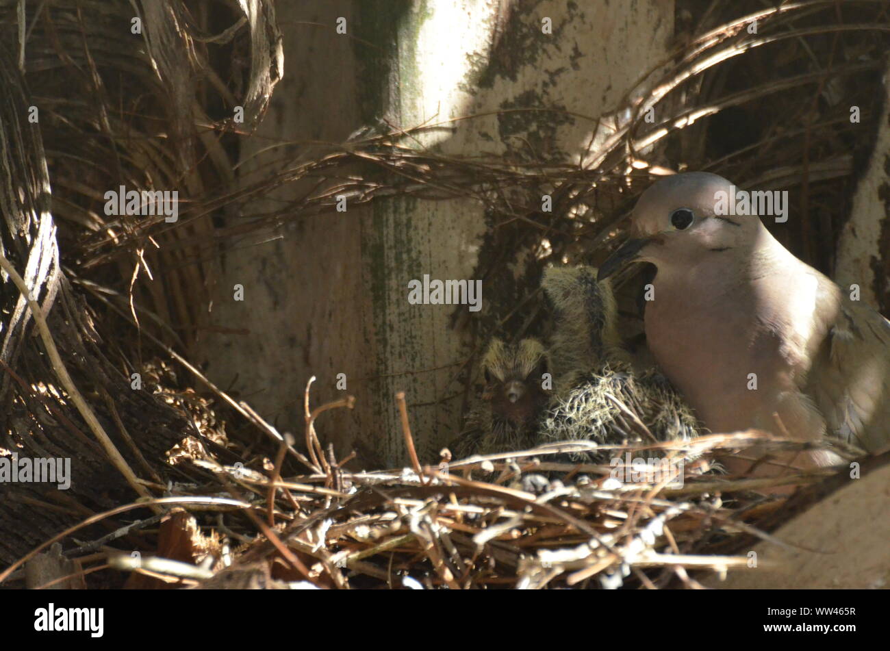 Bird nurturing and feeding baby birds on their nest Stock Photo - Alamy