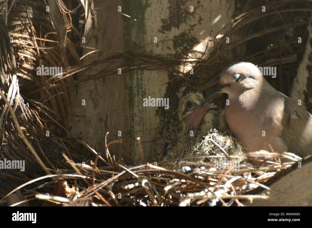 Bird nurturing and feeding baby birds on their nest Stock Photo Alamy