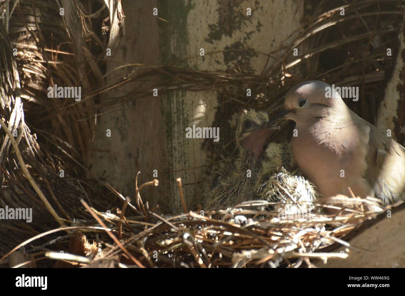 Bird nurturing and feeding baby birds on their nest Stock Photo - Alamy