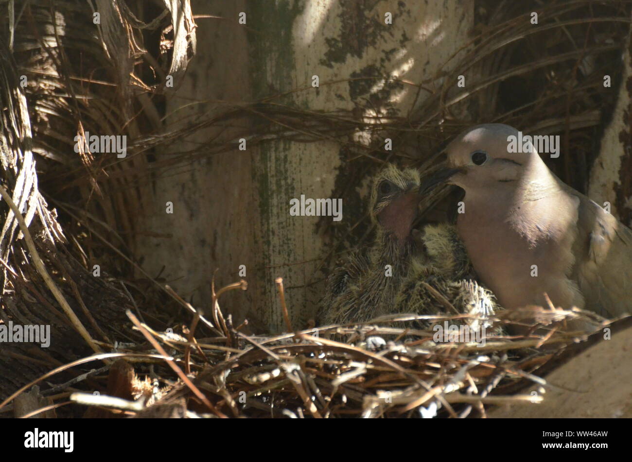 Bird nurturing and feeding baby birds on their nest Stock Photo Alamy