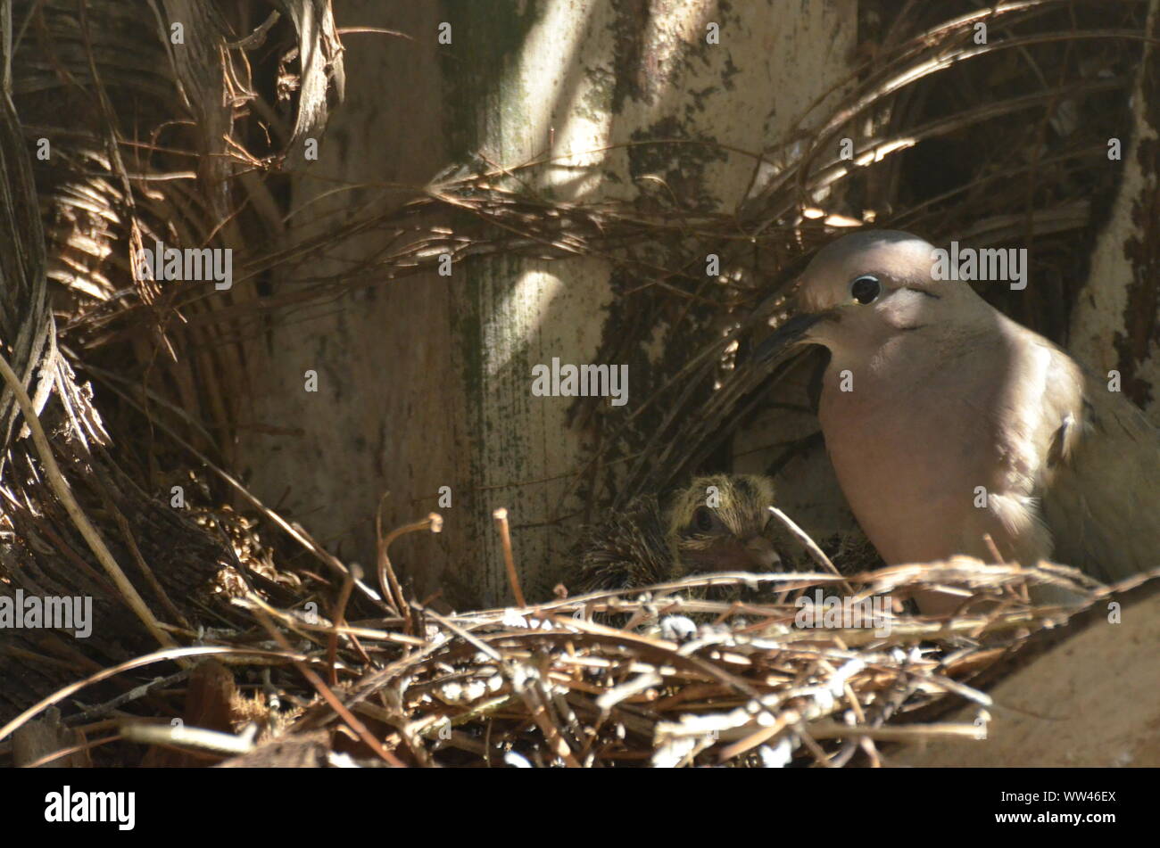 Bird nurturing and feeding baby birds on their nest Stock Photo - Alamy