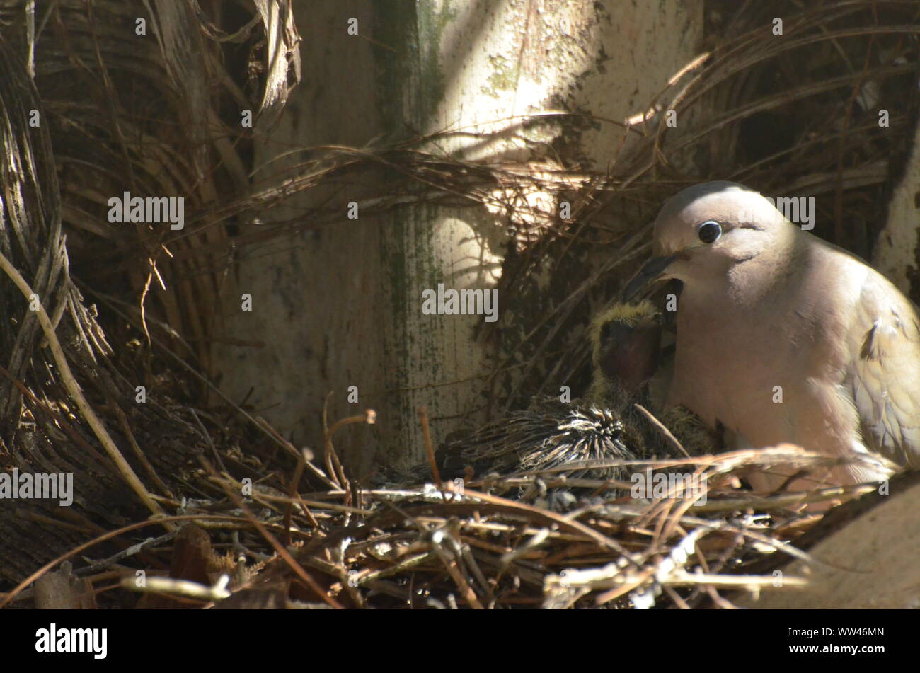 Bird nurturing and feeding baby birds on their nest Stock Photo Alamy