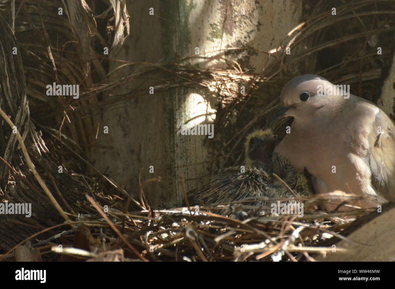 Bird nurturing and feeding baby birds on their nest Stock Photo Alamy