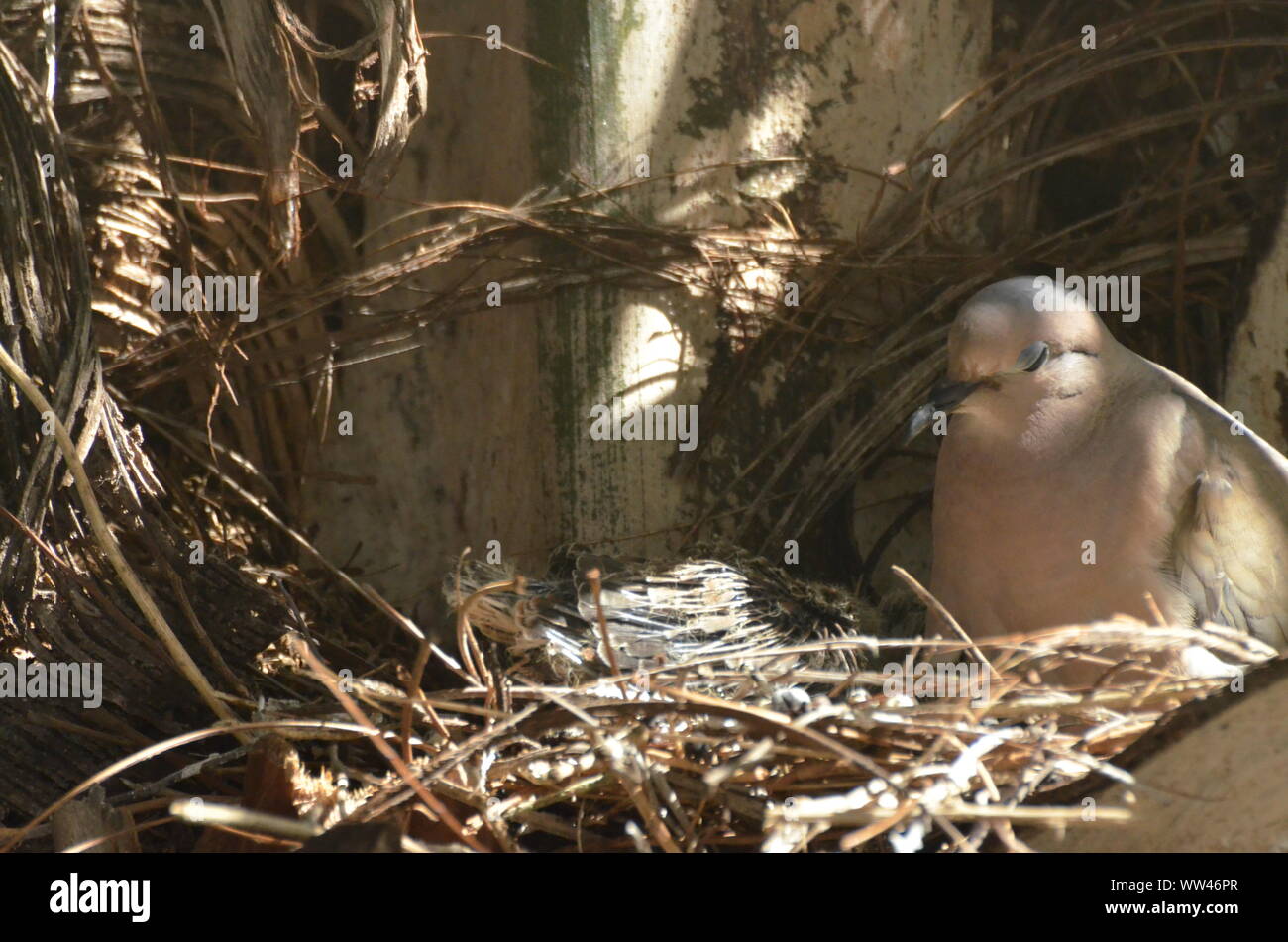 Bird nurturing and feeding baby birds on their nest Stock Photo Alamy