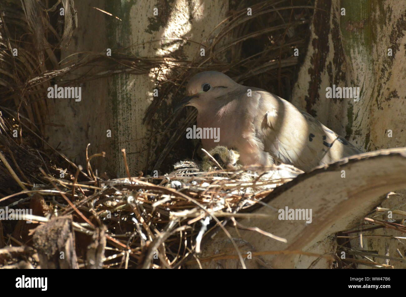 Bird nurturing and feeding baby birds on their nest Stock Photo - Alamy