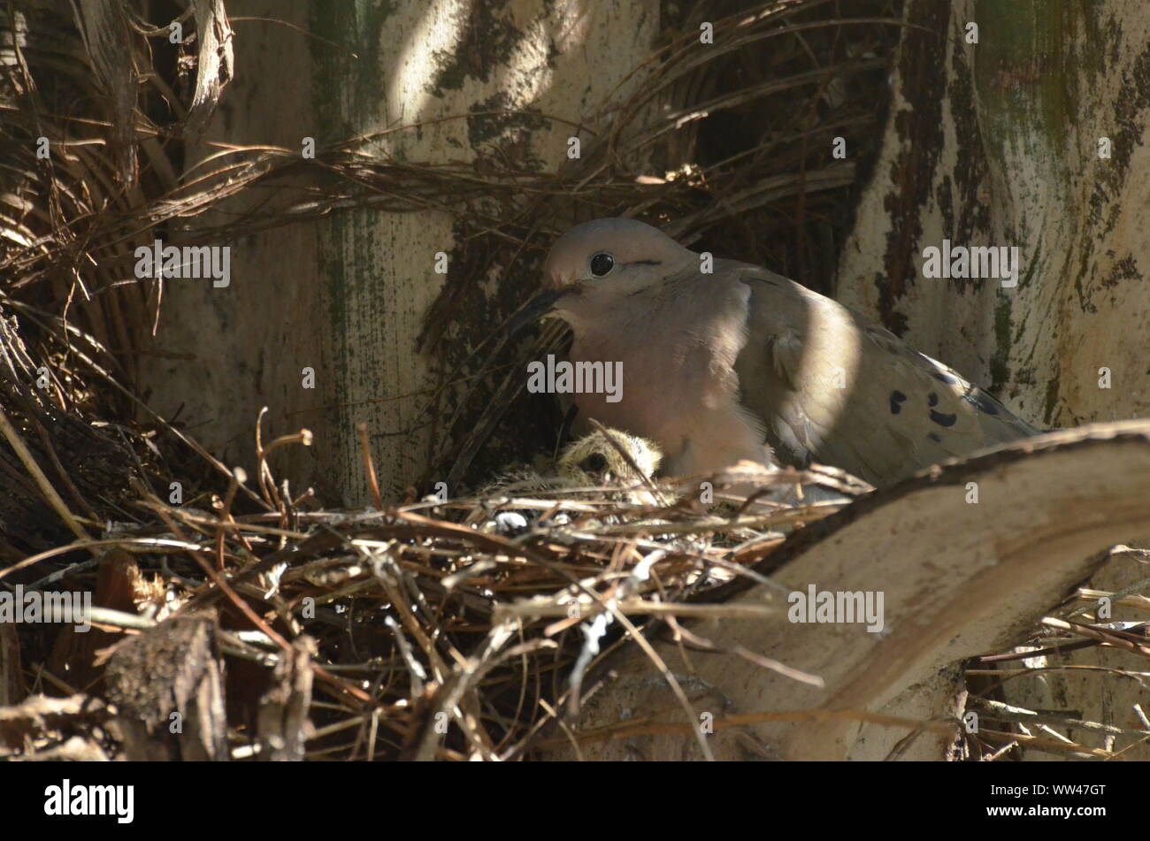 Bird nurturing and feeding baby birds on their nest Stock Photo Alamy