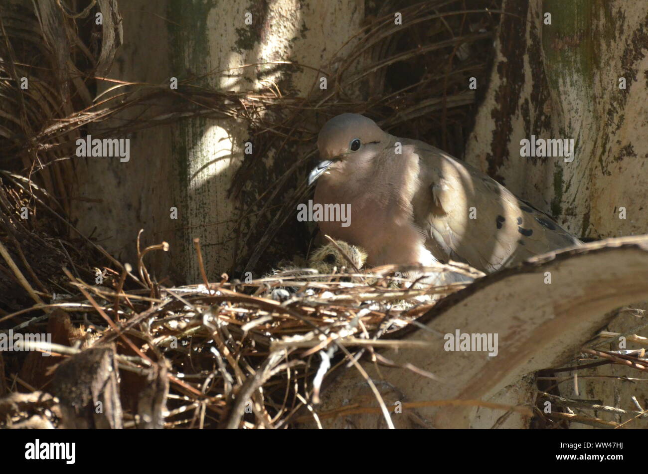 Bird nurturing and feeding baby birds on their nest Stock Photo - Alamy