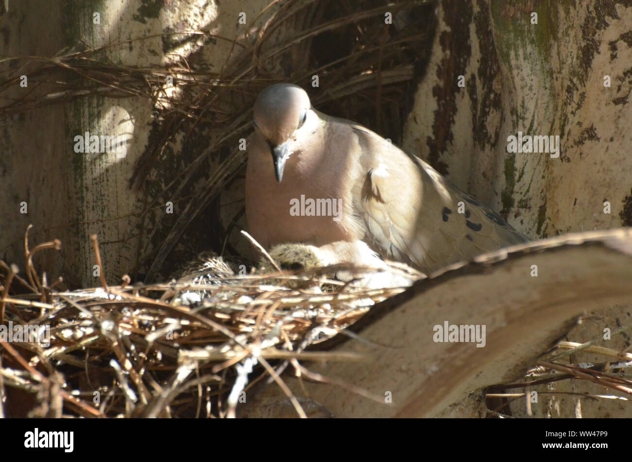 Bird nurturing and feeding baby birds on their nest Stock Photo - Alamy