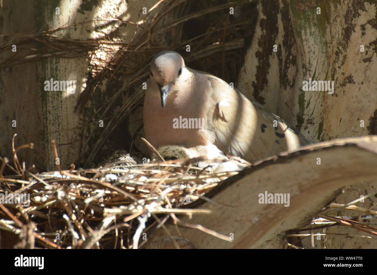 Bird nurturing and feeding baby birds on their nest Stock Photo Alamy