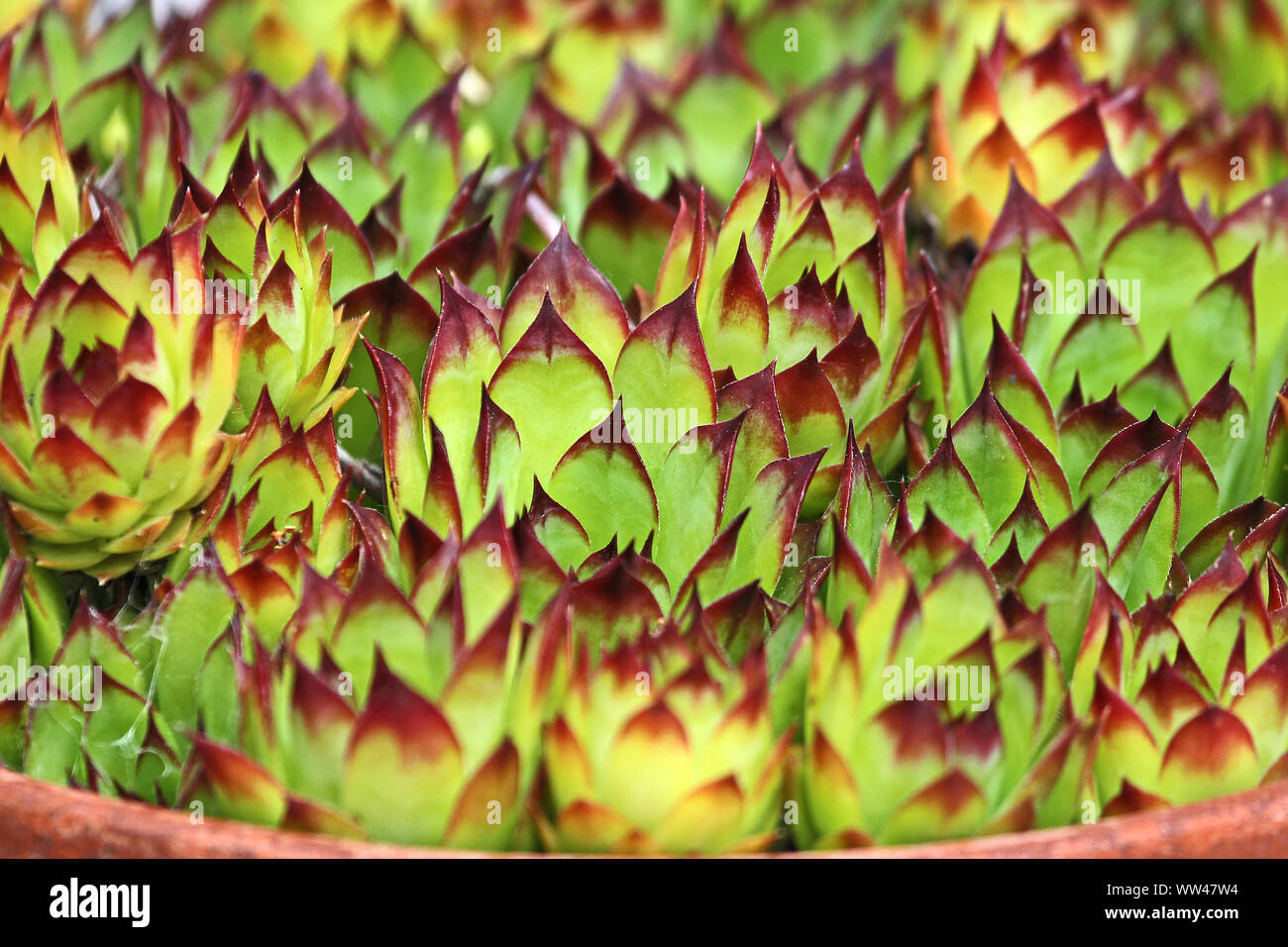 house leeks or houseleeks in a pot Latin sempervivum calcareum a variant of tectorum closeup in Italy also called live for ever or hen and chicks Stock Photo