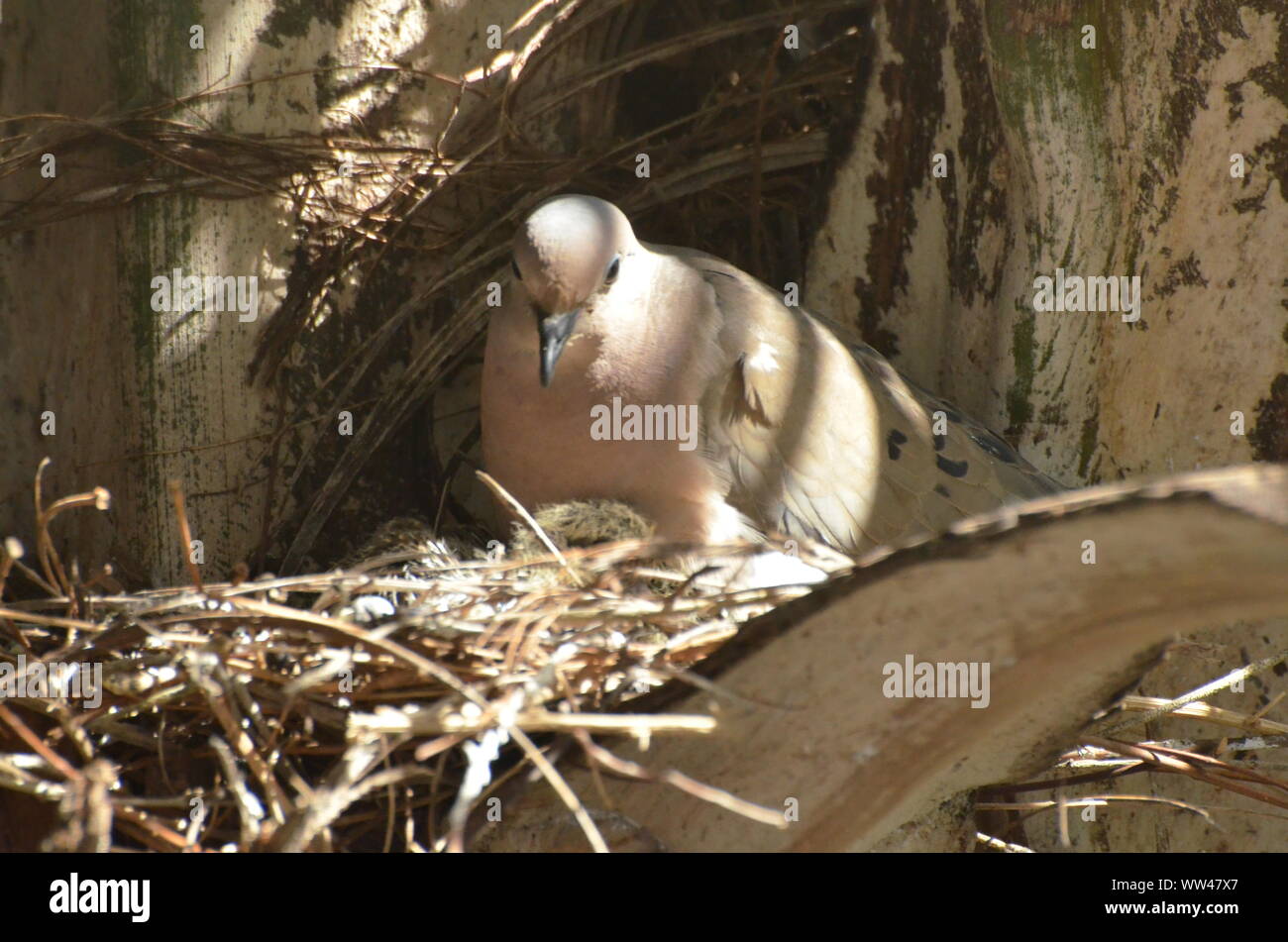 Bird nurturing and feeding baby birds on their nest Stock Photo - Alamy