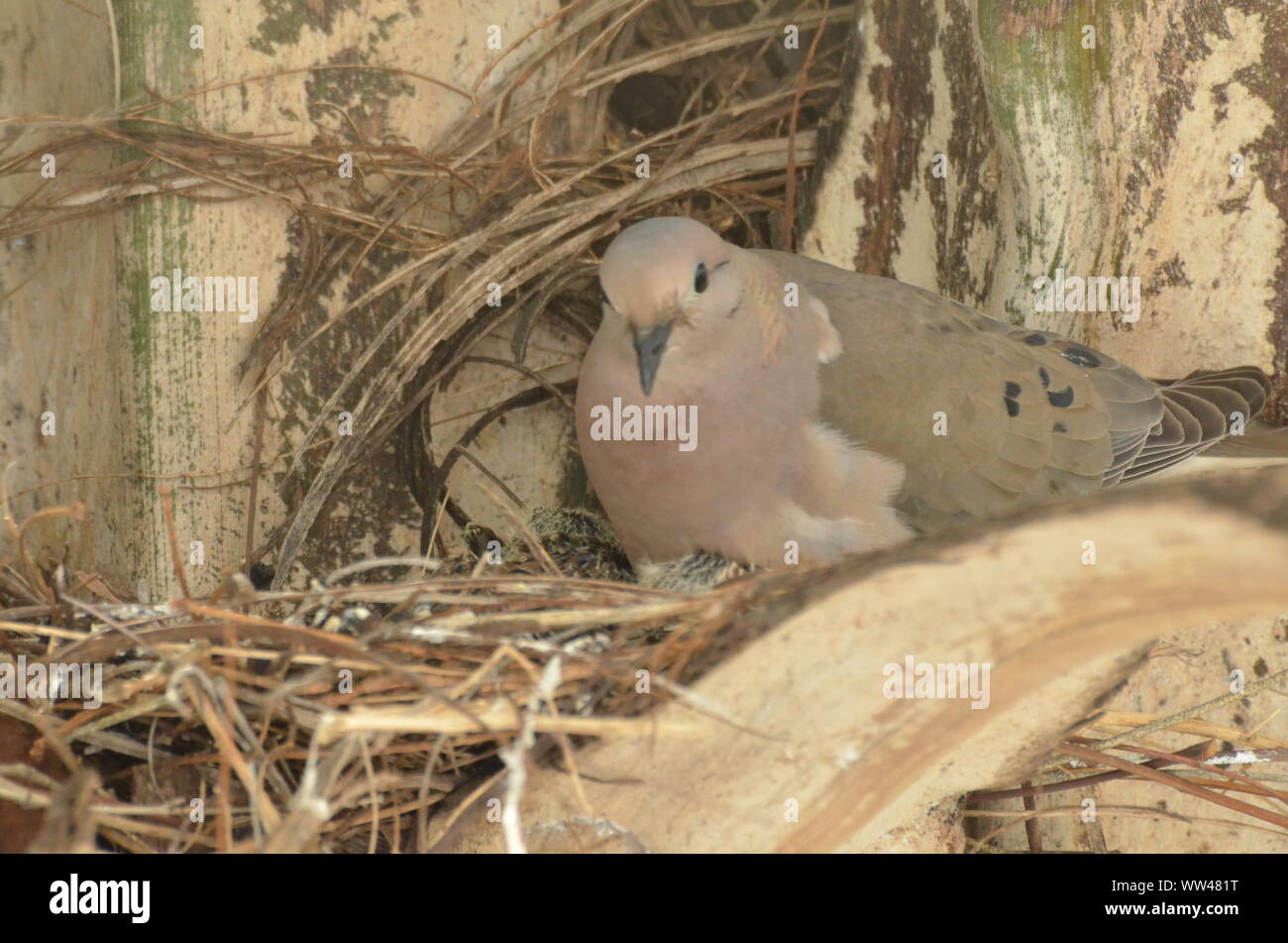 Bird nurturing and feeding baby birds on their nest Stock Photo - Alamy