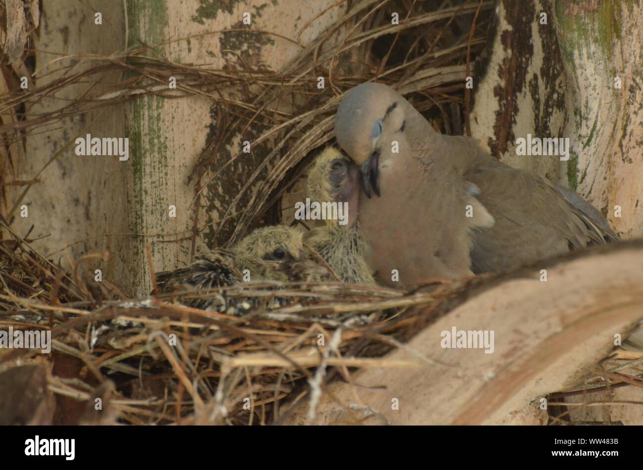 Bird nurturing and feeding baby birds on their nest Stock Photo - Alamy
