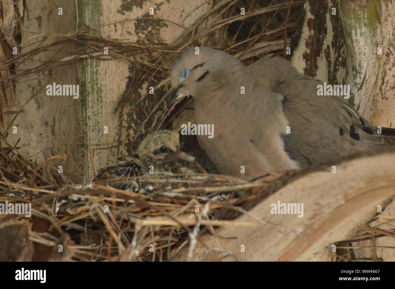 Bird nurturing and feeding baby birds on their nest Stock Photo Alamy