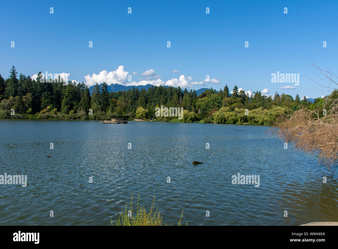 Lost Lagoon in Stanley Park in Vancouver, British Columbia, Canada looking towards the north shore mountains in beautiful summer nature. Stock Photo