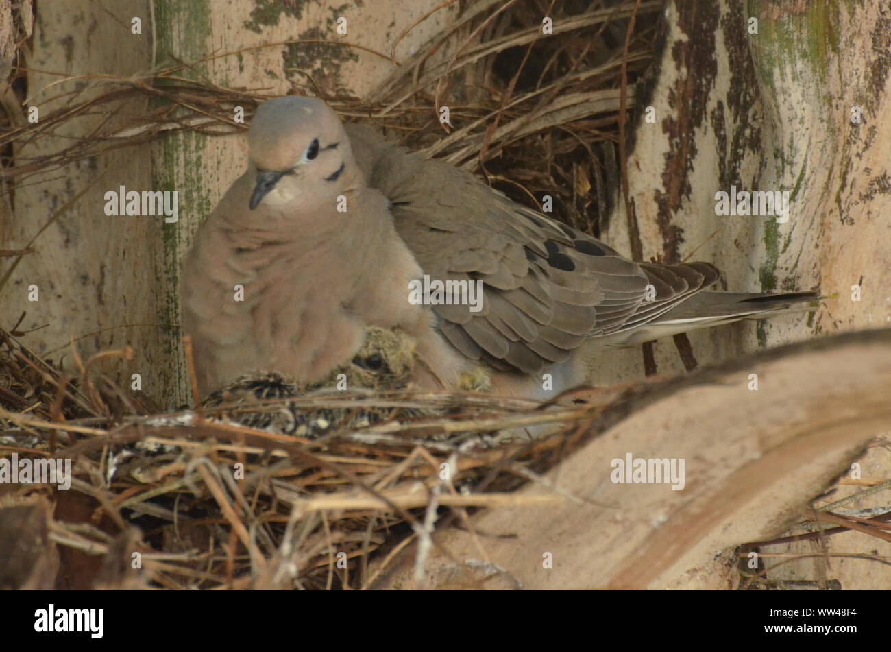 Bird nurturing and feeding baby birds on their nest Stock Photo - Alamy