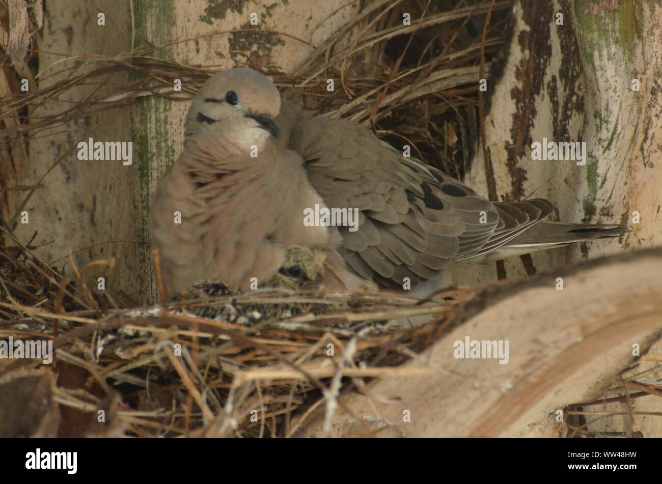 Bird nurturing and feeding baby birds on their nest Stock Photo - Alamy