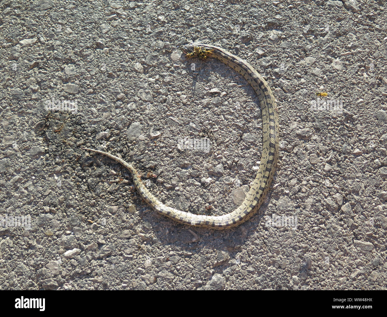 Wasps eating away at dead Snake in rural Andalusian countryside, Spain Stock Photo