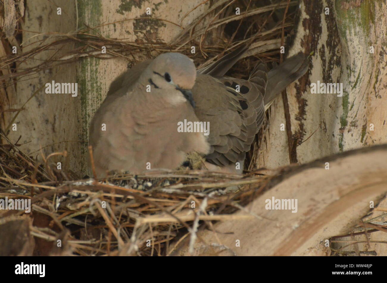 Bird nurturing and feeding baby birds on their nest Stock Photo - Alamy