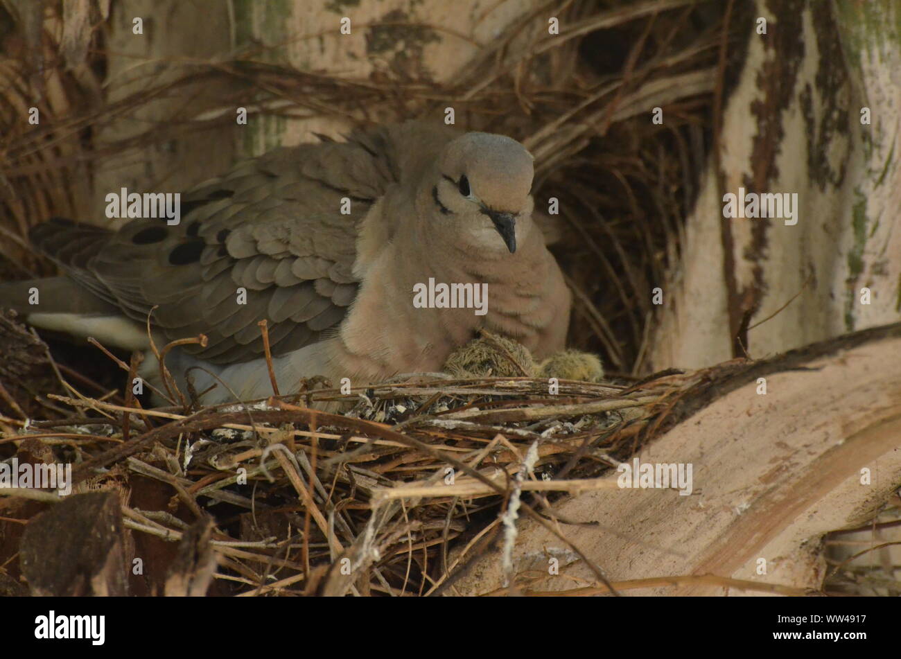 Bird nurturing and feeding baby birds on their nest Stock Photo - Alamy