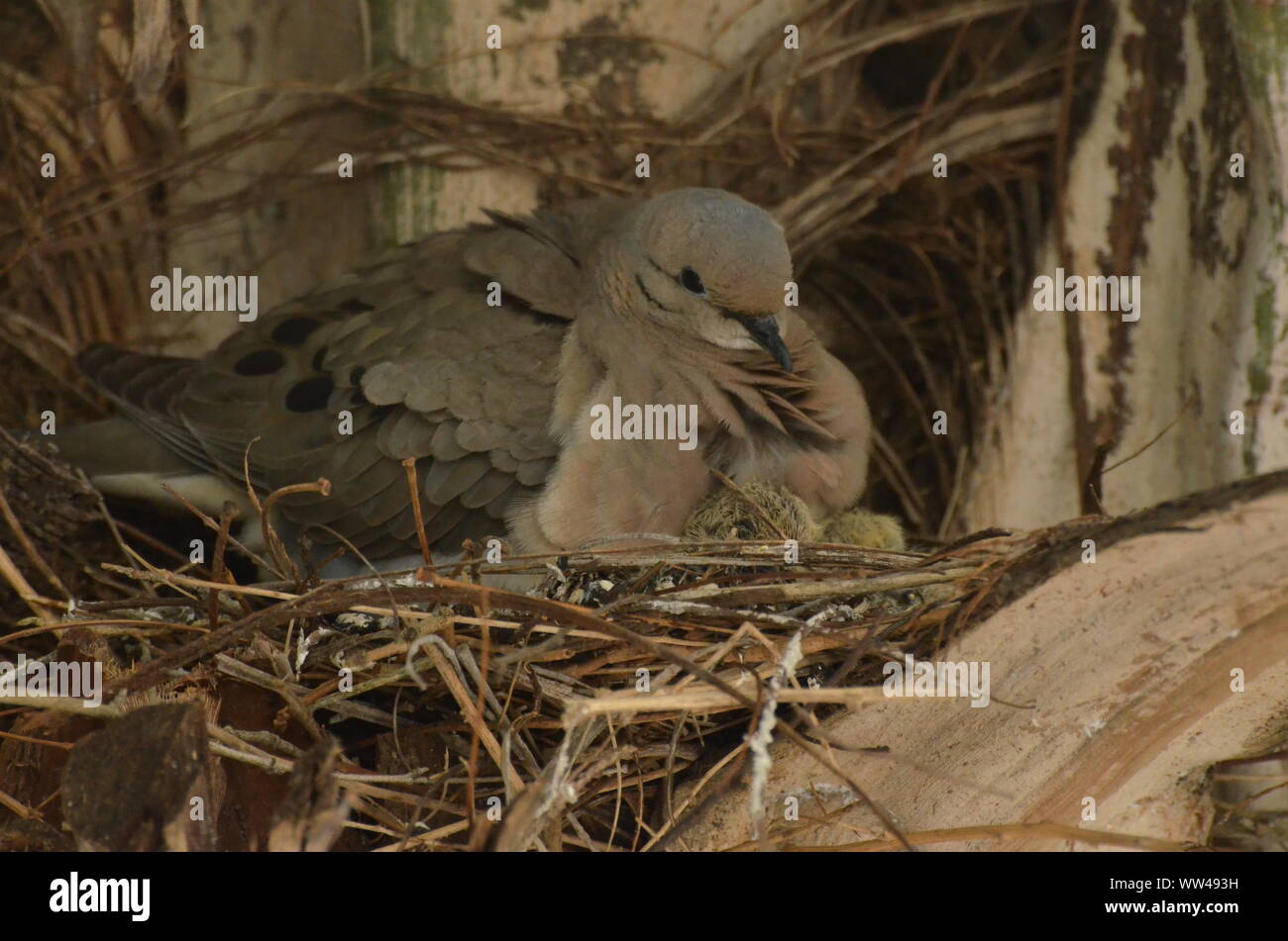 Bird nurturing and feeding baby birds on their nest Stock Photo - Alamy