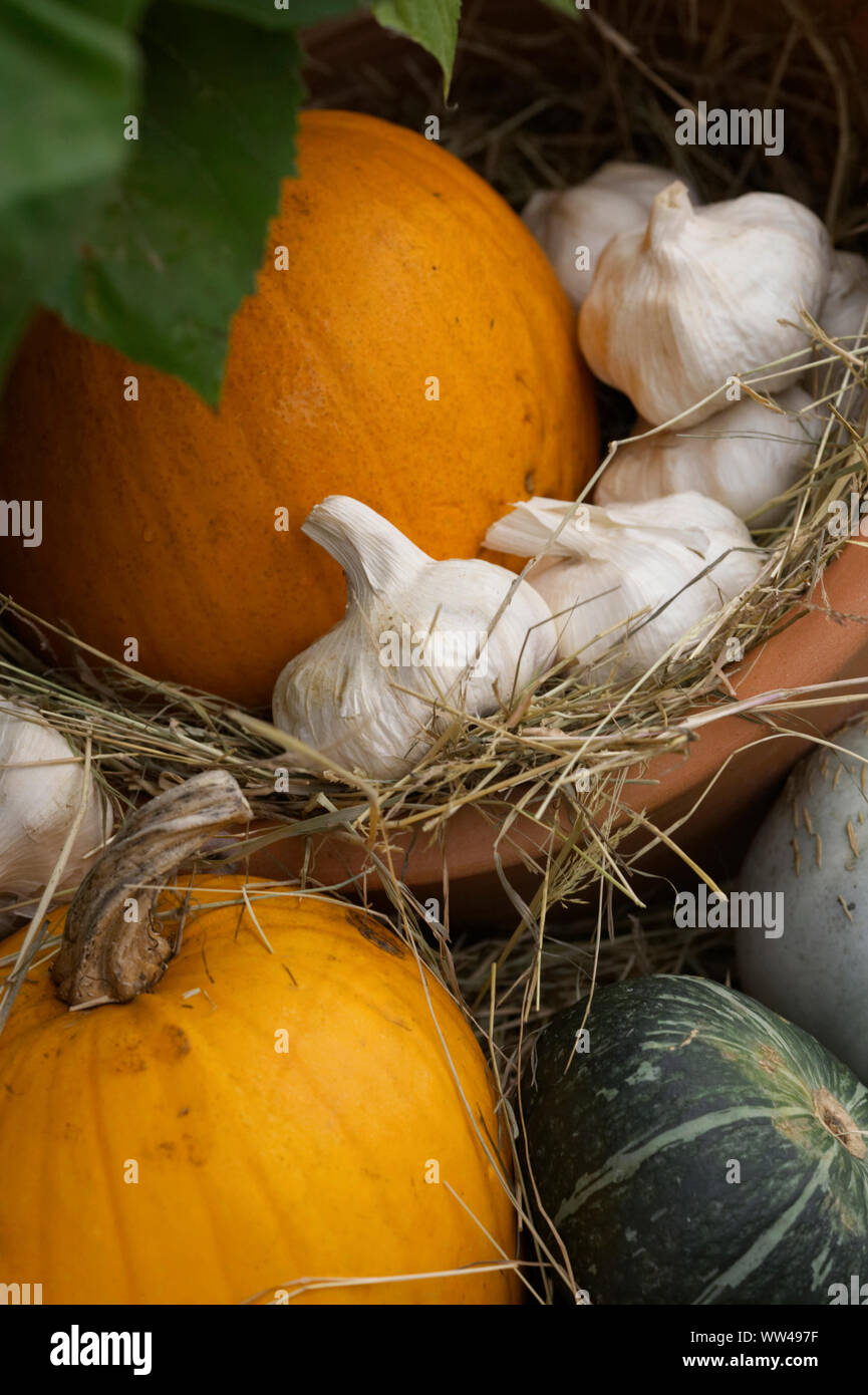Harvest display. Pumpkins and Garlic. Stock Photo