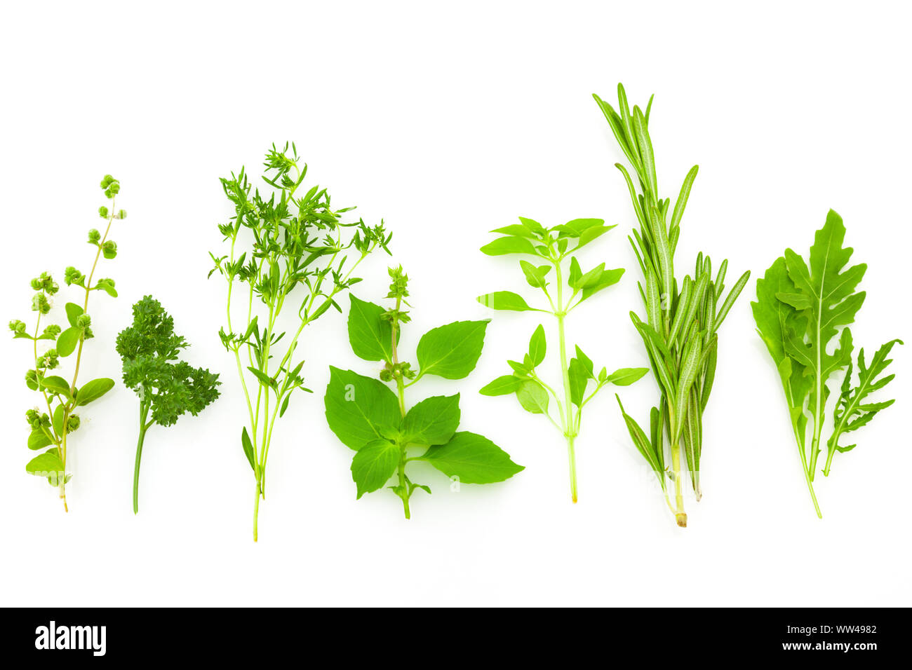 Border of Different Fresh Spice Herbs isolated on white background / Basil, Chive, Majoram, Oregano, Parsley, Thyme, Rucola and Rosemary Stock Photo
