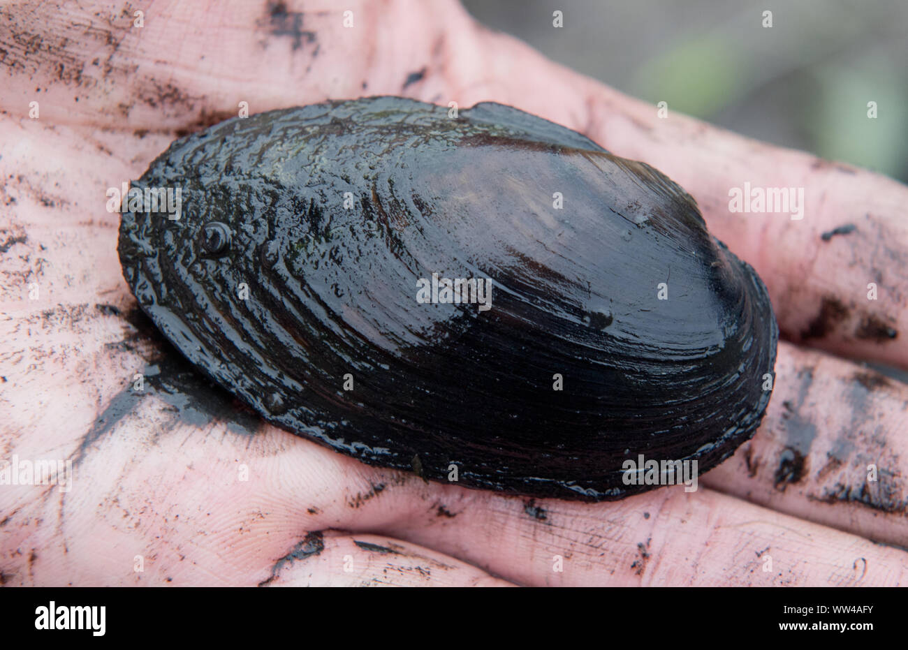 12 September 2019, Mecklenburg-Western Pomerania, Löbnitz: A river mussel lies on one hand. An unusually large occurrence of the endangered river mussel has been discovered in the small river Barthe in the district of Vorpommern-Rügen. The shellfish were found during renaturation work and must be implemented, as the Lower Nature Conservation Authority of the district announced. In many regions it is already extinct. The company is listed nationwide in the Red List as 'threatened with extinction'. The EU has included the river mussel (Unio crassus) as a specially protected species in the Flora- Stock Photo