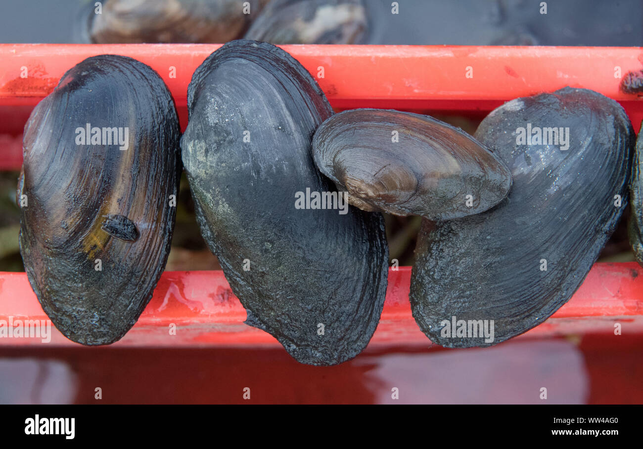 12 September 2019, Mecklenburg-Western Pomerania, Löbnitz: Bach mussels are ready for surveying. An unusually large occurrence of the endangered river mussel has been discovered in the small river Barthe in the district of Vorpommern-Rügen. The shellfish were found during renaturation work and must be implemented, as the Lower Nature Conservation Authority of the district announced. In many regions it is already extinct. The company is listed nationwide in the Red List as 'threatened with extinction'. The EU has included the river mussel (Unio crassus) as a specially protected species in the F Stock Photo