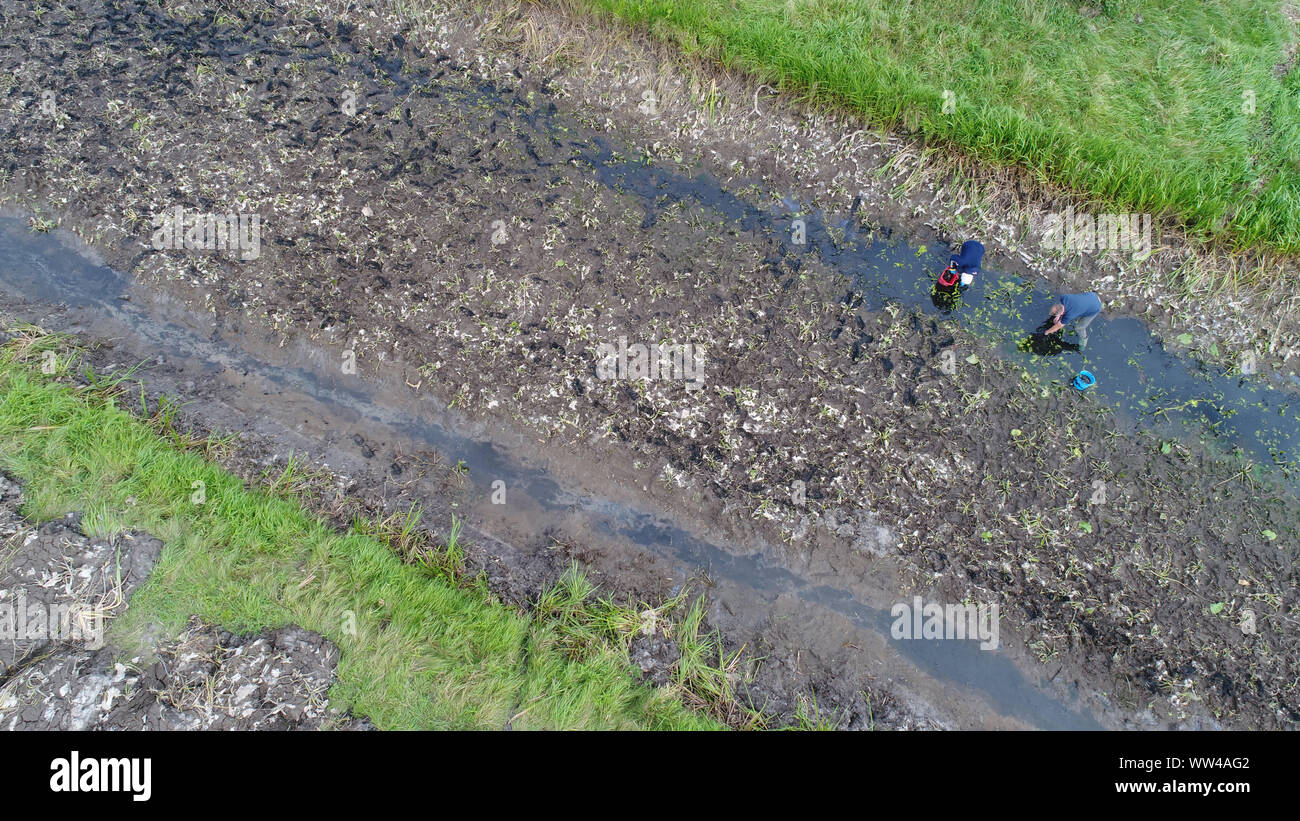12 September 2019, Mecklenburg-Western Pomerania, Löbnitz: Benjamin Rach and Henning Lange (l-r) from the company Planung für alternative Umwelt GmbH search a branch of the Barthe river for mussels (aerial photograph with a drone). An unusually large occurrence of the endangered river mussel has been discovered in the small river Barthe in the district of Vorpommern-Rügen. The shellfish were found during renaturation work and must be implemented, as the Lower Nature Conservation Authority of the district announced. In many regions it is already extinct. The company is listed nationwide in the Stock Photo
