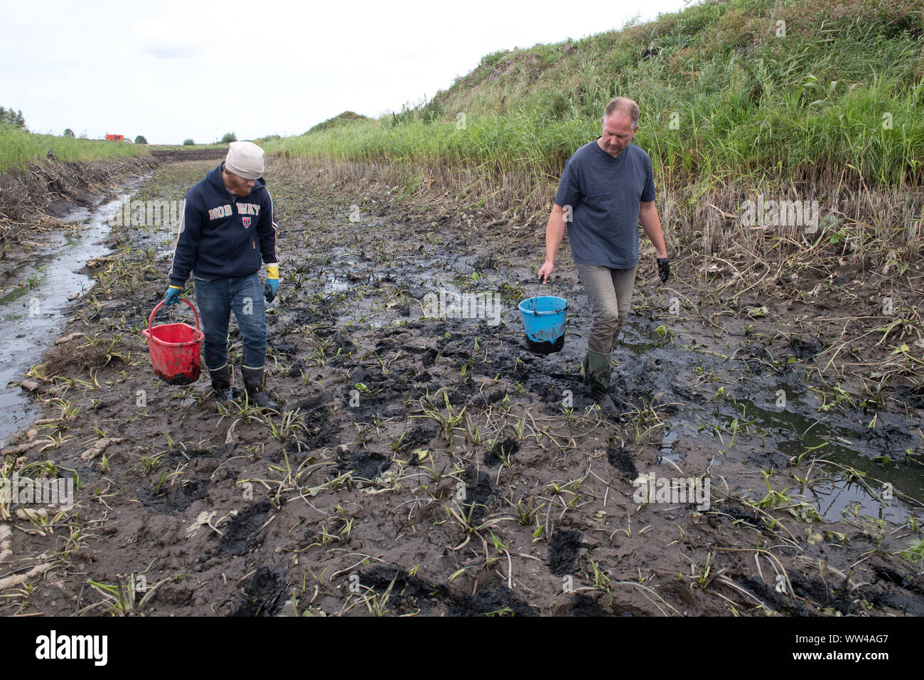 12 September 2019, Mecklenburg-Western Pomerania, Löbnitz: Benjamin Rach and Henning Lange (l-r) from the company Planung für alternative Umwelt GmbH search a branch of the Barthe river for mussels. An unusually large occurrence of the endangered river mussel has been discovered in the small river Barthe in the district of Vorpommern-Rügen. The shellfish were found during renaturation work and must be implemented, as the Lower Nature Conservation Authority of the district announced. In many regions it is already extinct. The company is listed nationwide in the Red List as 'threatened with exti Stock Photo