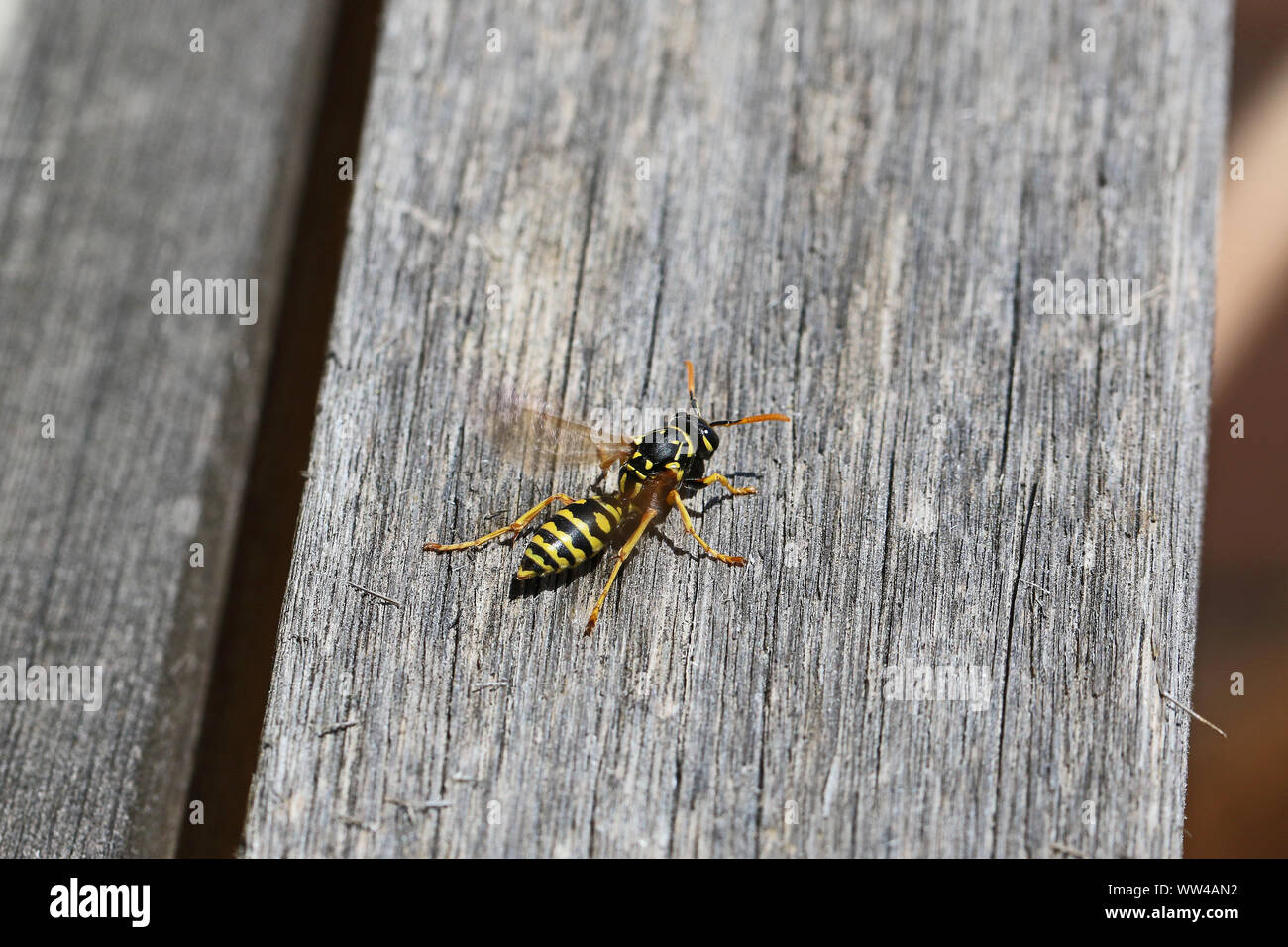 Tree wasp, or paper wasp very close up stripping wood to build a nest Latin dolichovespula sylvestris or polistes dominula or gallicus Stock Photo