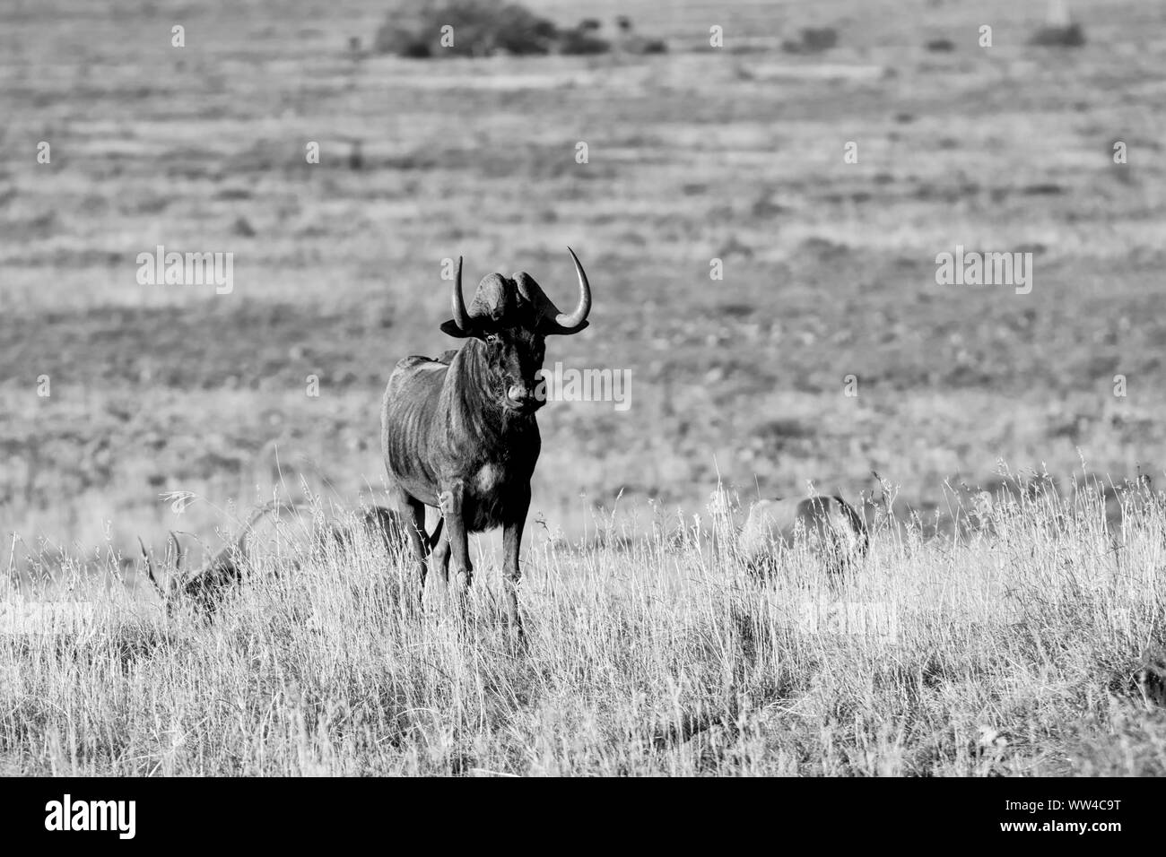 Wildebe Black Wildebeest antelope in Southern African savanna Stock Photo - Alamy