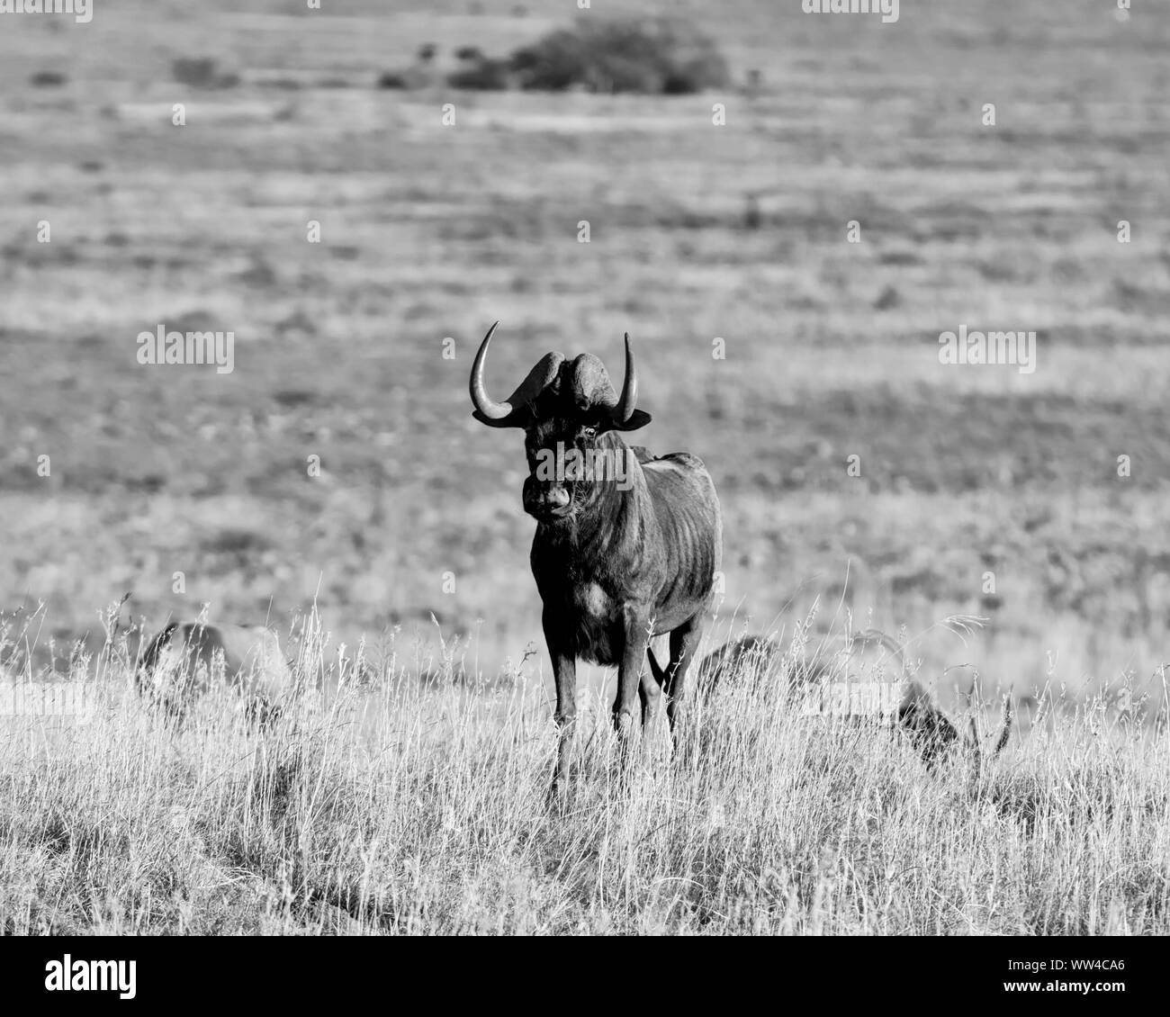 Wildebe Black Wildebeest antelope in Southern African savanna Stock Photo - Alamy