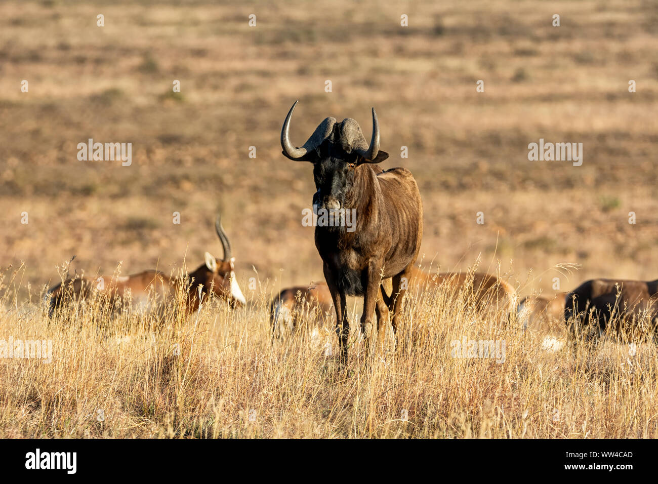 Wildebe Black Wildebeest antelope in Southern African savanna Stock Photo - Alamy