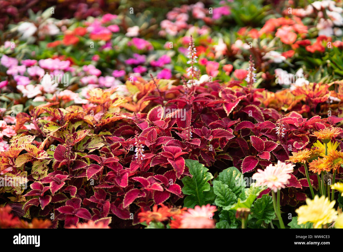 Various floral species hi-res stock photography and images - Alamy