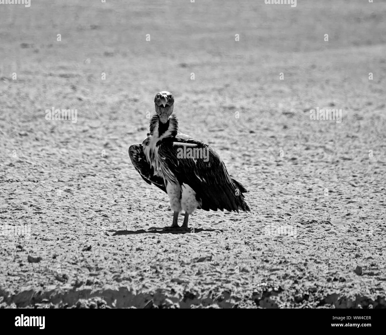 A lappet-faced Vulture by a watering hole in Southern African savanna Stock Photo