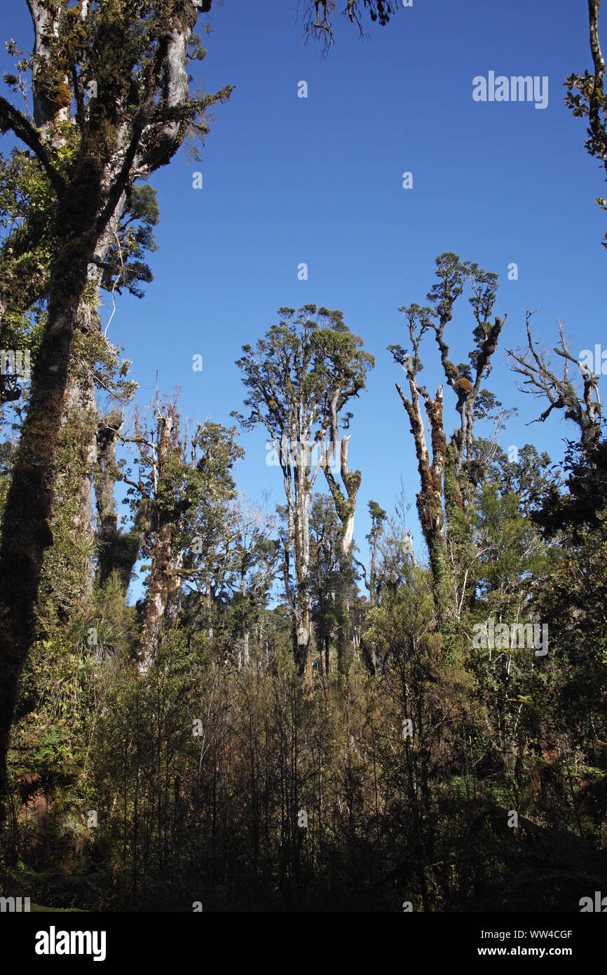 Kahikatea Dacrycarpus dacrydioides trees in ancient swamp forest Ship Creek Nature Trail South Island New Zealand Stock Photo