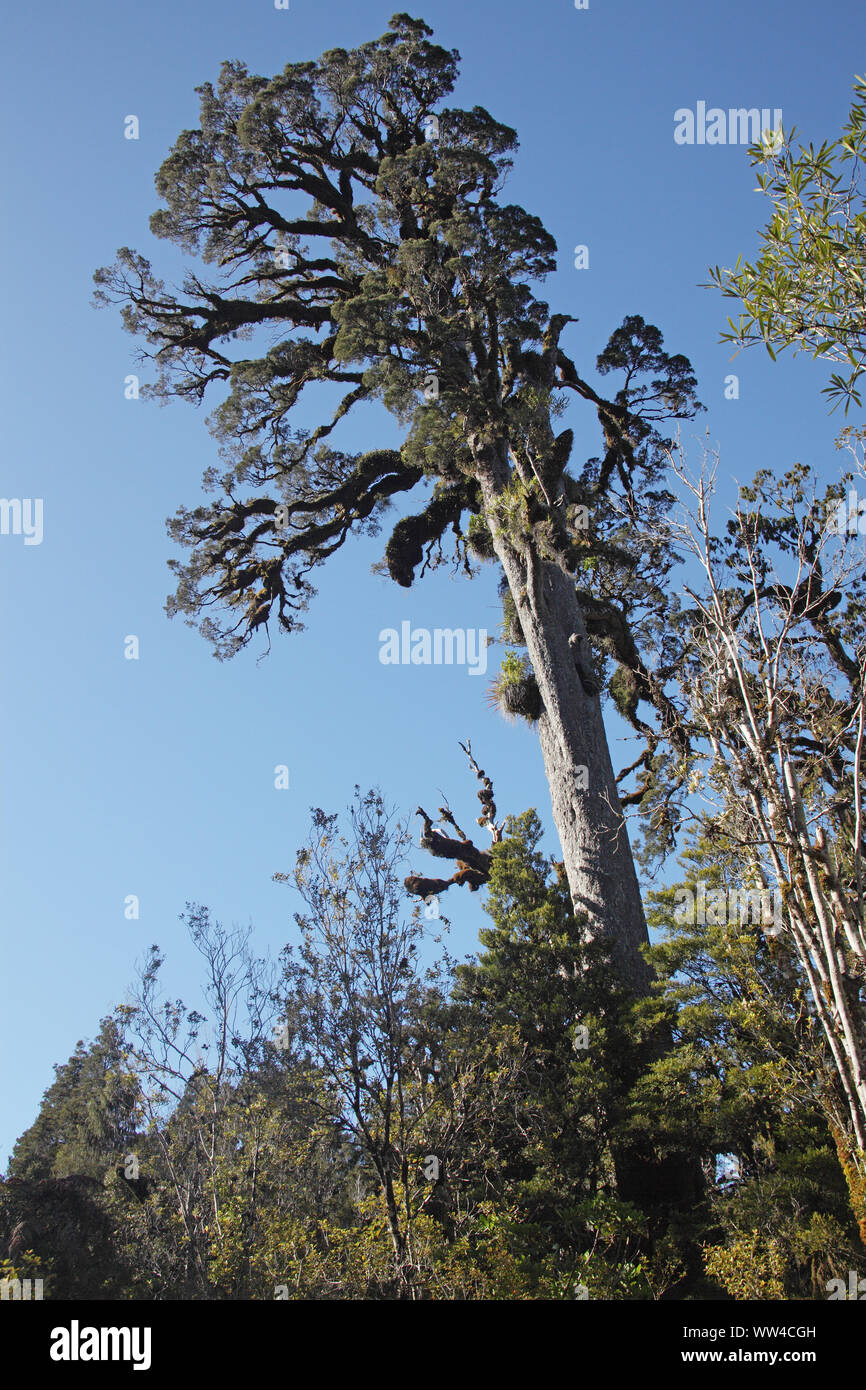 Kahikatea Dacrycarpus dacrydioides and ancient swamp forest Ship Creek South Island New Zealand Stock Photo