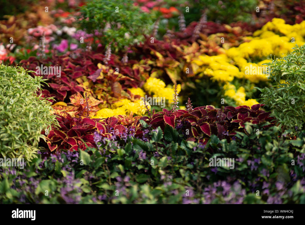 Various floral species hi-res stock photography and images - Alamy