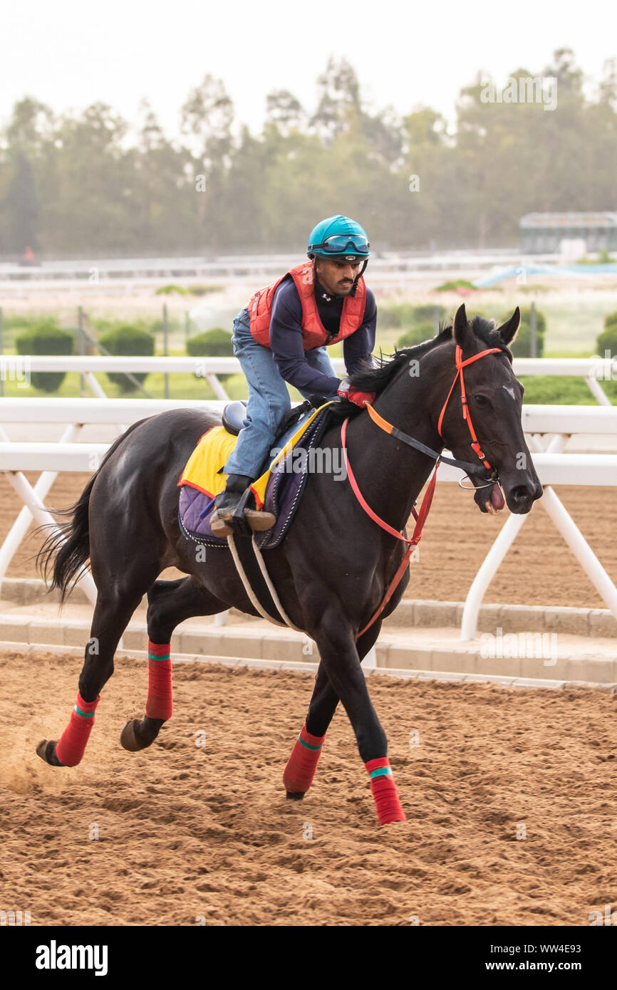 Race horse training at King Khalid Racetrack, Taif, Saudi Arabia Stock
