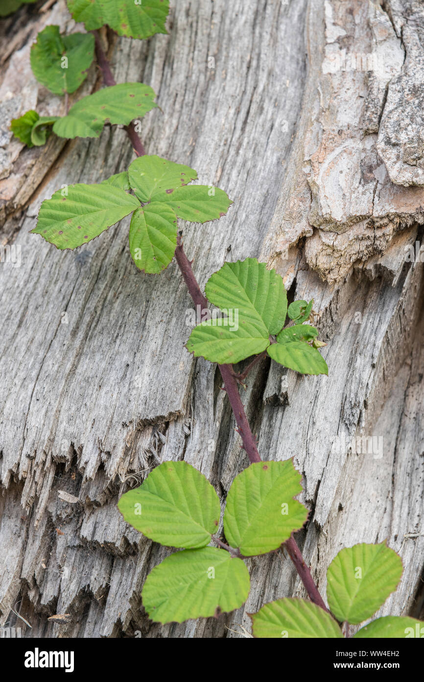 Rubus fruticosus / Bramble cane and leaves sprawling across rotting tree trunk (in autumn, post-berry period), Split tree trunk. Stock Photo