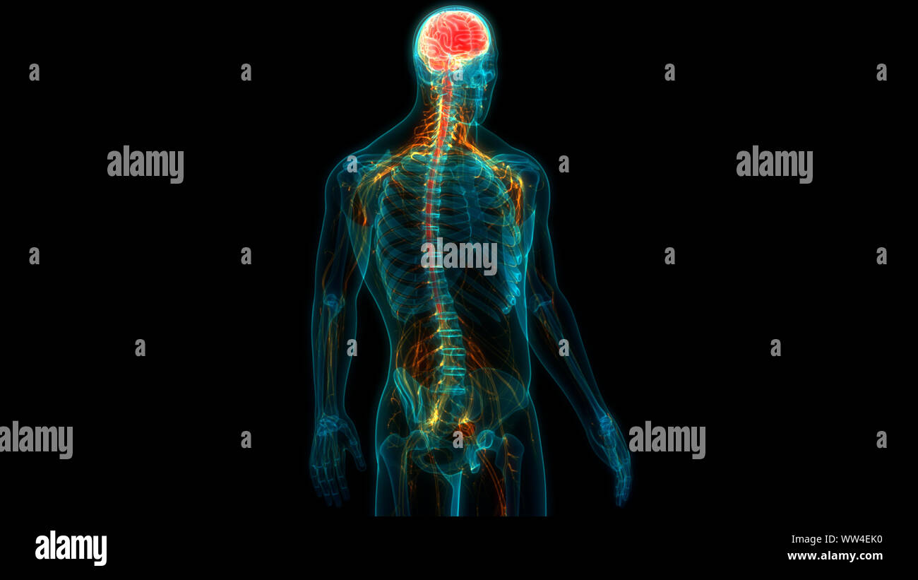 Nervous system 3d hi-res stock photography and images - Alamy