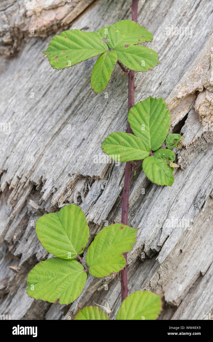 Rubus fruticosus / Bramble cane and leaves sprawling across rotting tree trunk (in autumn, post-berry period), Split tree trunk. Stock Photo