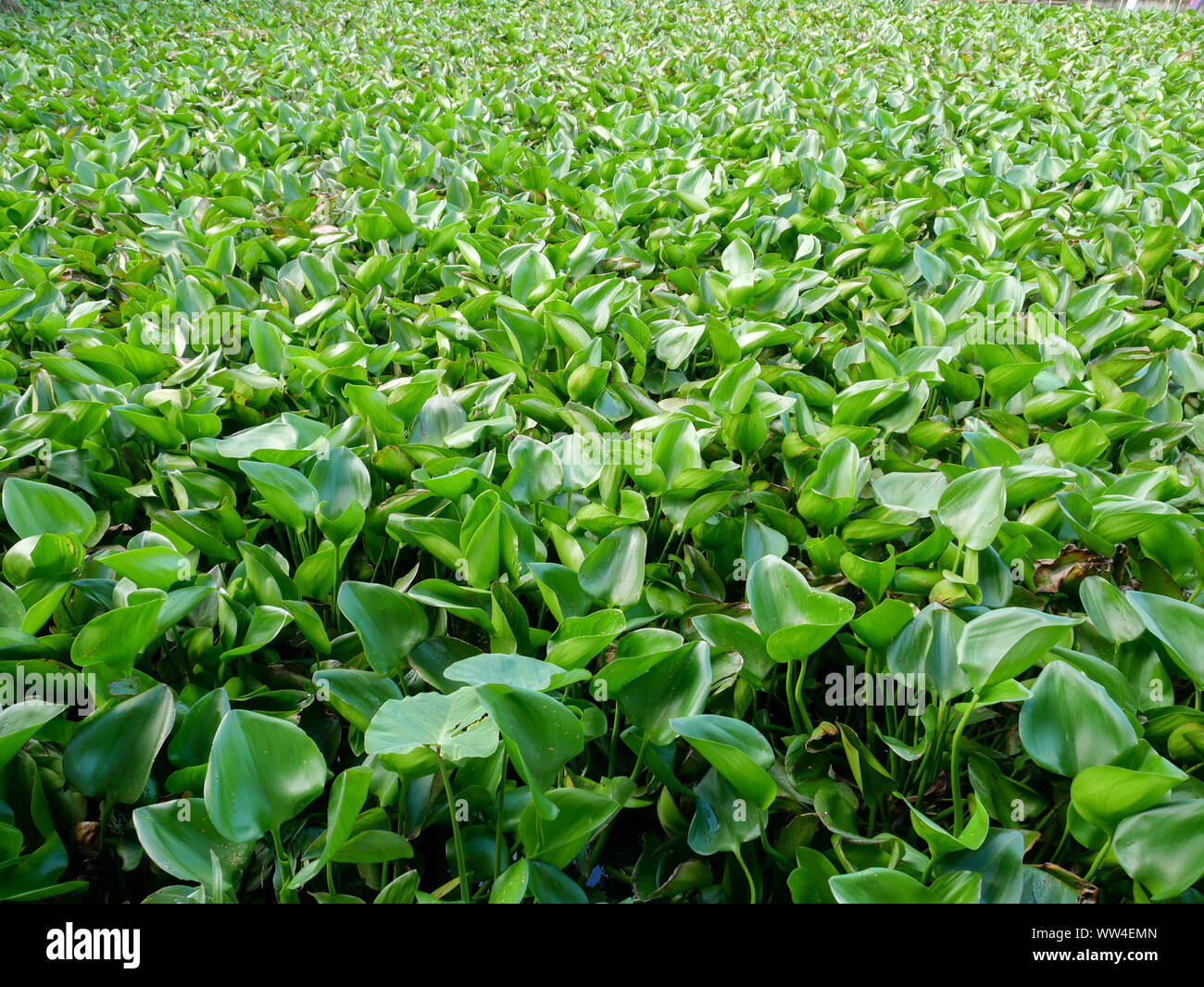 Water hyacinth plants green leaves background Stock Photo