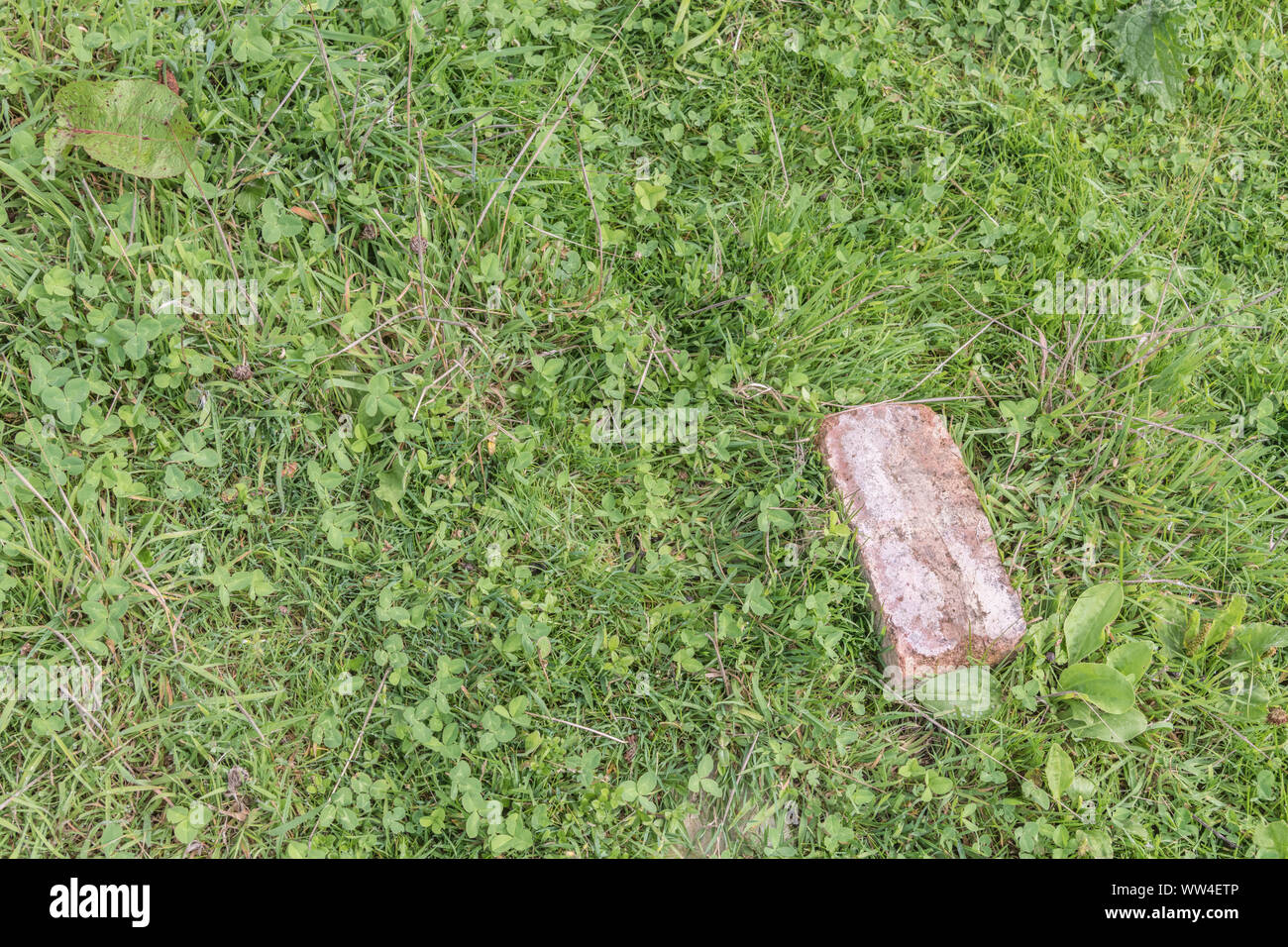 Fallen brick lying among weeds and grass on waste ground. Among the weeds metaphor. Stock Photo